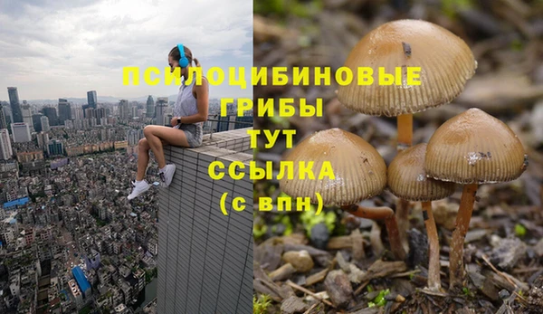 прущие грибы Саяногорск